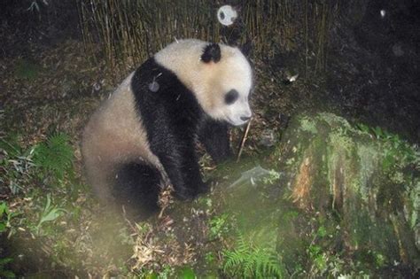 Elusive Pandas Caught On Camera In China Habitat