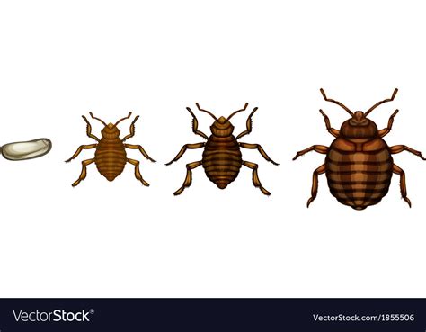 Bed Bug Life Cycle Cimex Lectularius Royalty Free Vector