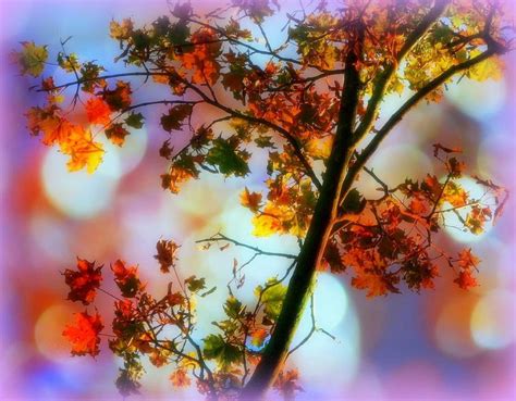 Magical Leaves Fall wallpaper | other | Wallpaper Better