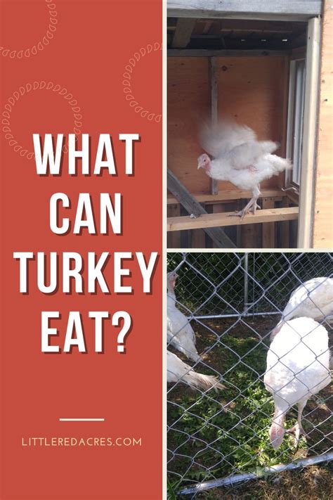 Feeding Turkeys: What Can Turkey Eat? | Pet turkey, Raising turkeys ...