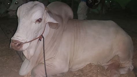 Live Sohrab Goth Cow Mandi Latest Updates Of Cow Mandi Karachi