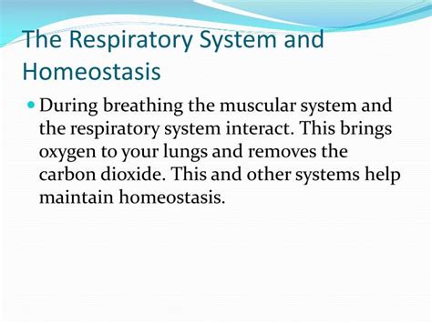 Ppt Respiratory System Powerpoint Presentation Id2659928