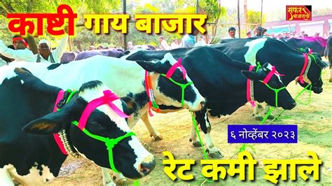 सवसत गय बल कषट बजर Cow bull Market in Maharastra