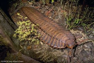 Invertebrate Zoology: Arthropleura