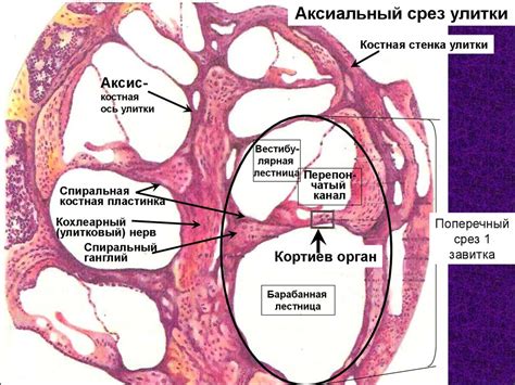 Органы чувств - презентация онлайн