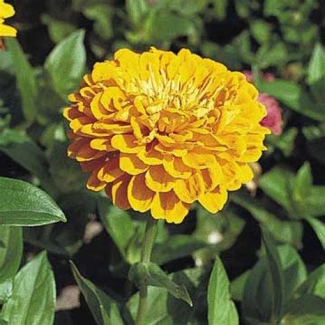 Цинния Гиганты Бенари золотисто-желтая (golden yellow), купить семена ...