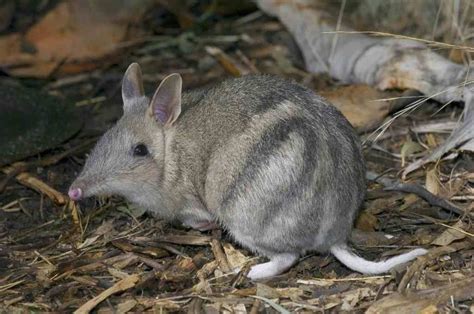 Australian Mammals, Numbat, Marsupial, Herbivores, Bandicoot, Quokka ...