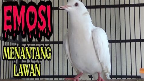 Suara Pikat Burung Puter Putih Super Gacor Mata Merah YouTube