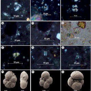 Selected Calcareous Nannofossils And Planktonic Foraminifera A