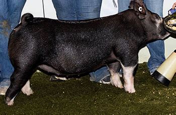 2022 Judging Contest Class 9 Berkshire Breeding Gilts The Pig Planet