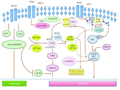 Inf And Tkrs Signaling Pathways Schematic Representation Of The