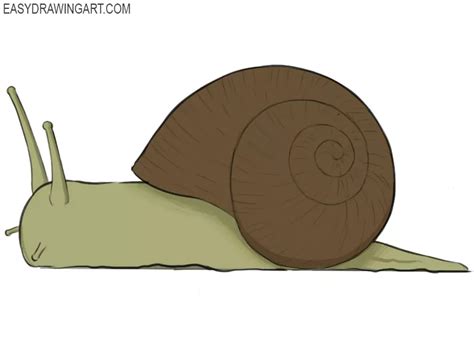 How To Draw A Snail Easy Drawing Art