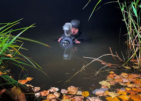 How to photograph bees - Australian Geographic