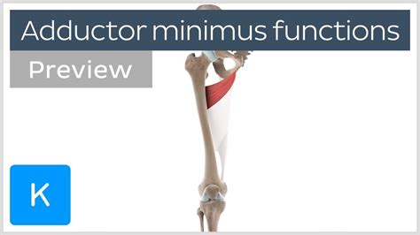 Functions Of The Adductor Minimus Muscle Preview 3D Human Anatomy