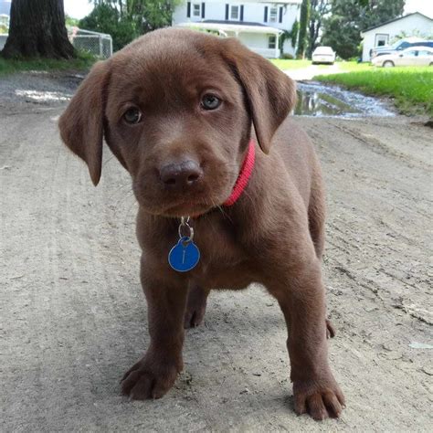 Chocolate Labrador Retriever Puppies For Sale | PETSIDI