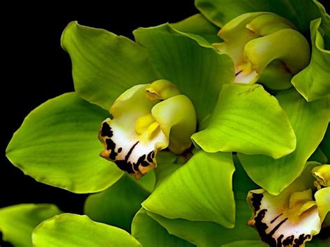 Green Orchid Wallpapers - Top Free Green Orchid Backgrounds ...