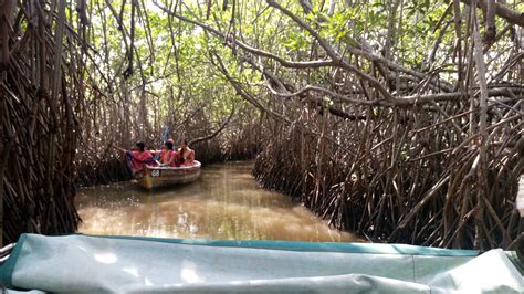 Mangroves of Pichavaram – Seabed Habitats