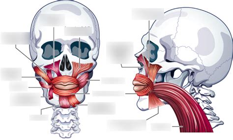 Lip muscles diagram Diagram | Quizlet