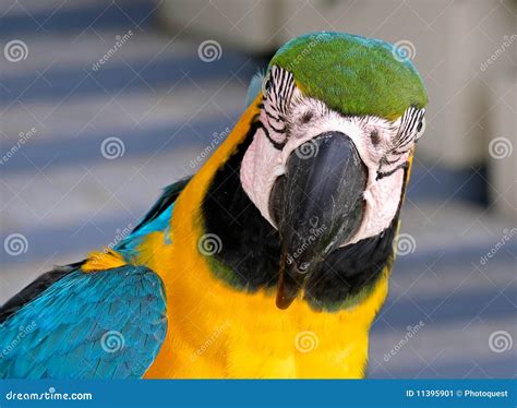 Parrot close-up stock image. Image of island, wild, honolulu - 11395901