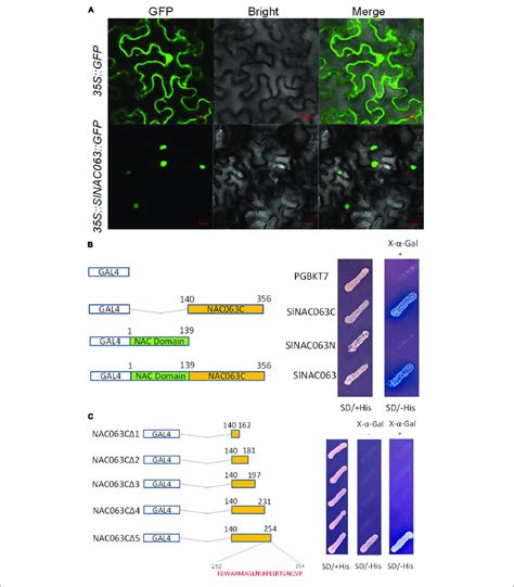 | Subcellular localization and transcriptional activation potential of ... 