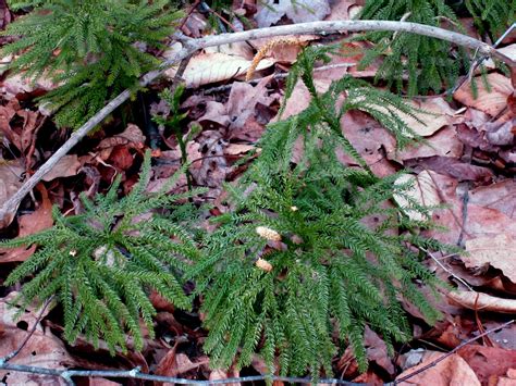 Grandview Preserve — STONINGTON LAND TRUST