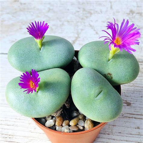 Conophytum Minutum Giromagi Cactus And Succulents