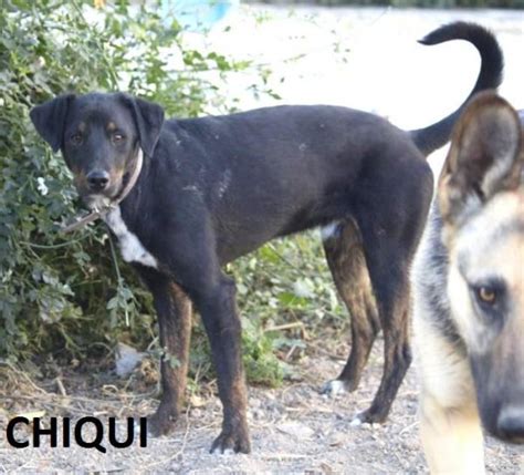 Chiqui perro adoptado en Alicante Alicante Bambú difunde