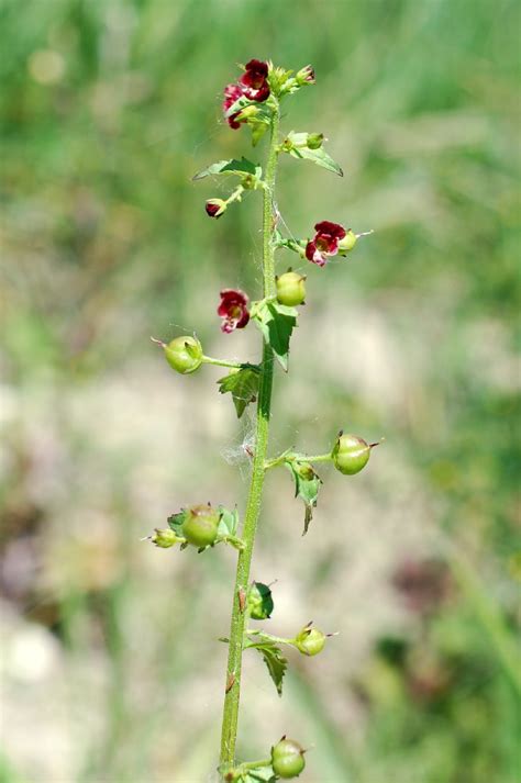 Scrophularia Peregrina Pallano