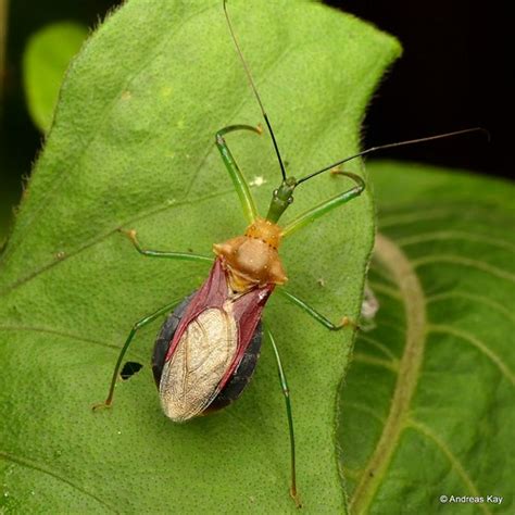 Pretty Assassin Bug Montina Sp Harpactorinae Reduviida Flickr