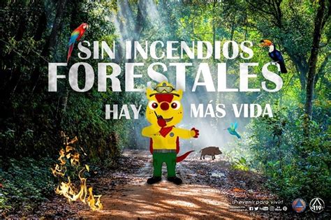 Sin Incendios Forestales Hay M S Vida Recomendaciones Conred