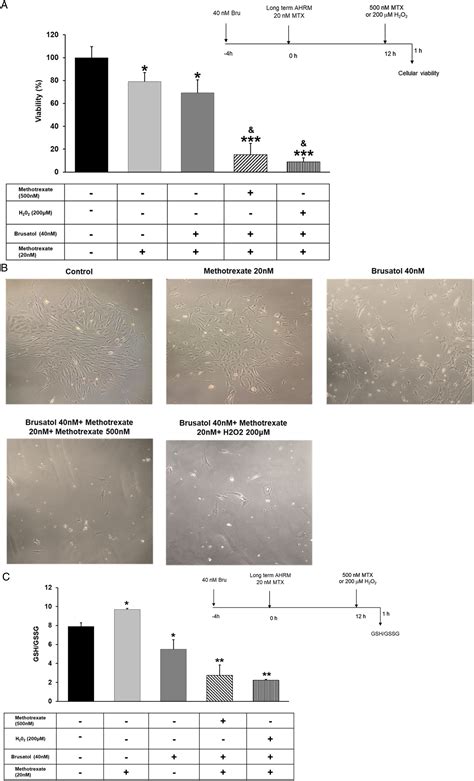 Methotrexate Induces An Antioxidant Hormetic Response In Primary Rat