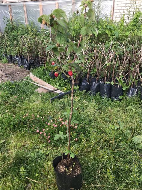 3 л - 100 шт. Пакеты для рассады, саженцев – купить оптом и в розницу ...