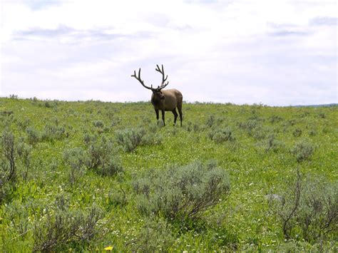 Yellowstone-Elk Yellowstone, Elk, Animals, Moose, Animales, Animaux ...