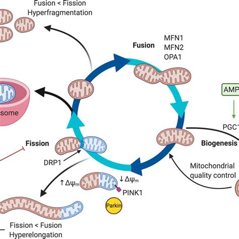 Mitochondrial Permeability Transition Pore And Cardiomyocyte