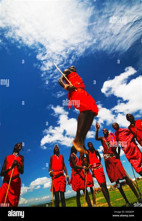 Africa Kenya Masai Mara November Masai Warriors Dancing