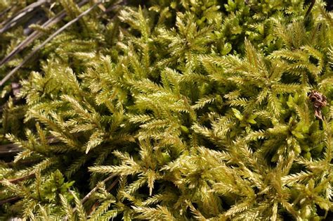 Climacium japonicum - Изображение особи - Плантариум