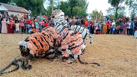 Semua Orang Ketakutan Waktu Can Macanan Atraksi Bersama Ular Piton