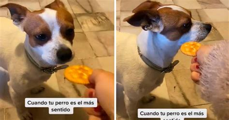 Tiktok Viral Joven Le Juega Una Broma A Su Perro Con Una Galleta Pero