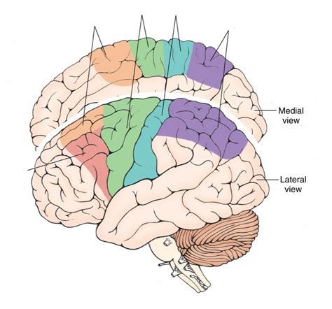 Neuro Quiz Diagrams Diagram Quizlet