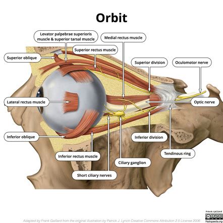 Orbital Septum Anatomy