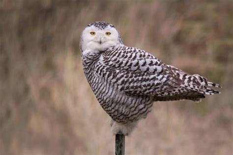 Snowy owl - song / call / voice / sound.