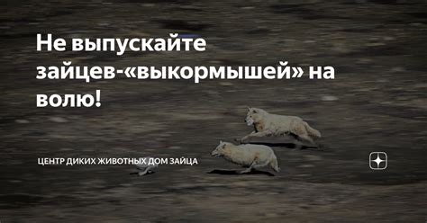 Не выпускайте зайцев-«выкормышей» на волю! | Центр диких животных Дом ...