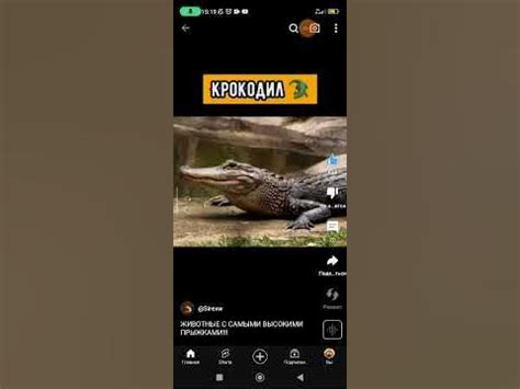 Мем про крокодила и манту - YouTube