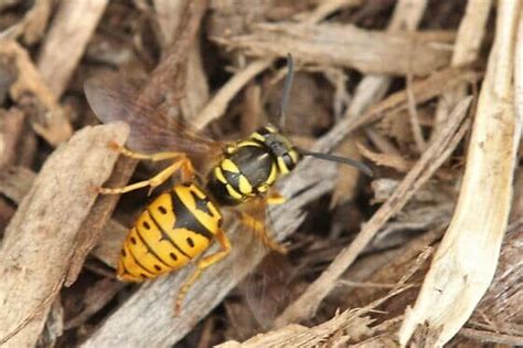 Yellowjackets 101 Everything You Need To Know Turner Pest Control