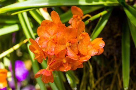 Orange orchid flower stock image. Image of green, petal - 172974189