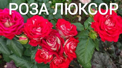 РОЗА ЛЮКСОР (Luxor) Удивительная красавица. - YouTube