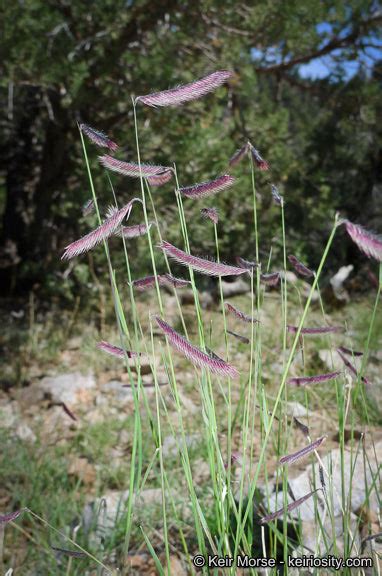 Bouteloua gracilis - Blue Grama Grass – Santa Barbara Botanic Garden