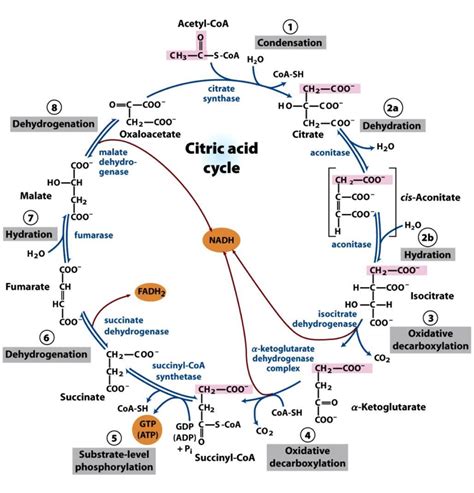 Citric Acid Cycle