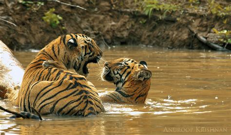 Tiger Tales – Wildlife Photography Tour of Tadoba - Darter Photography