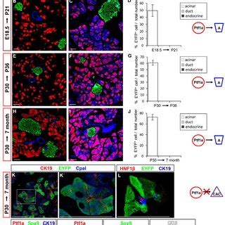 Lineage Tracing Ptf1a Expressing Cells A Tam Dependent Ptf1a CreERTM